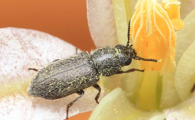 Soft-winged flower beetle on Sulphur Creek brodiaea. D. Owen.