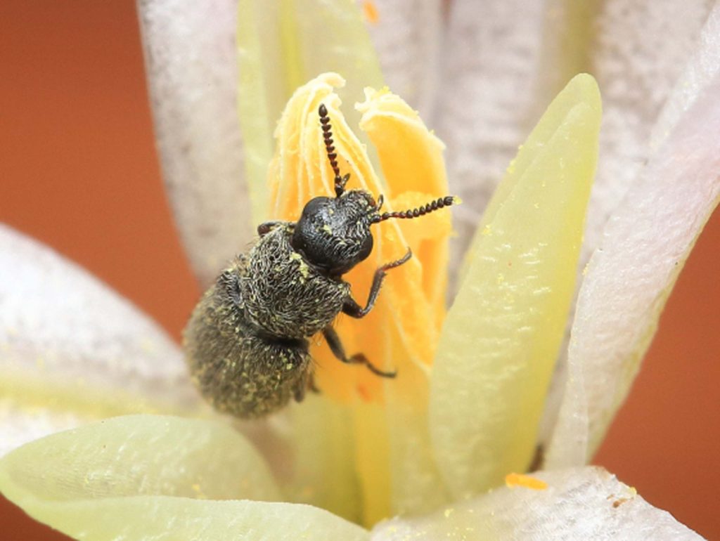 Soft-winged flower beetle on Sulphur Creek brodiaea. D. Owen.
