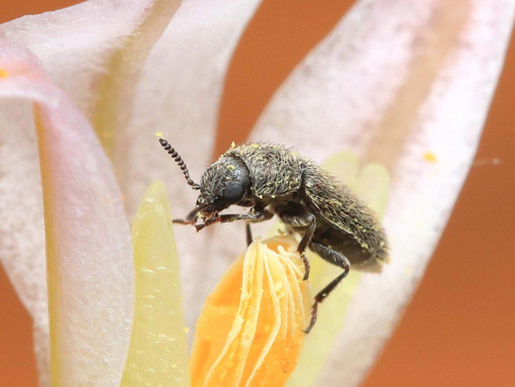 Soft-winged flower beetle on Sulphur Creek brodiaea. D. Owen.