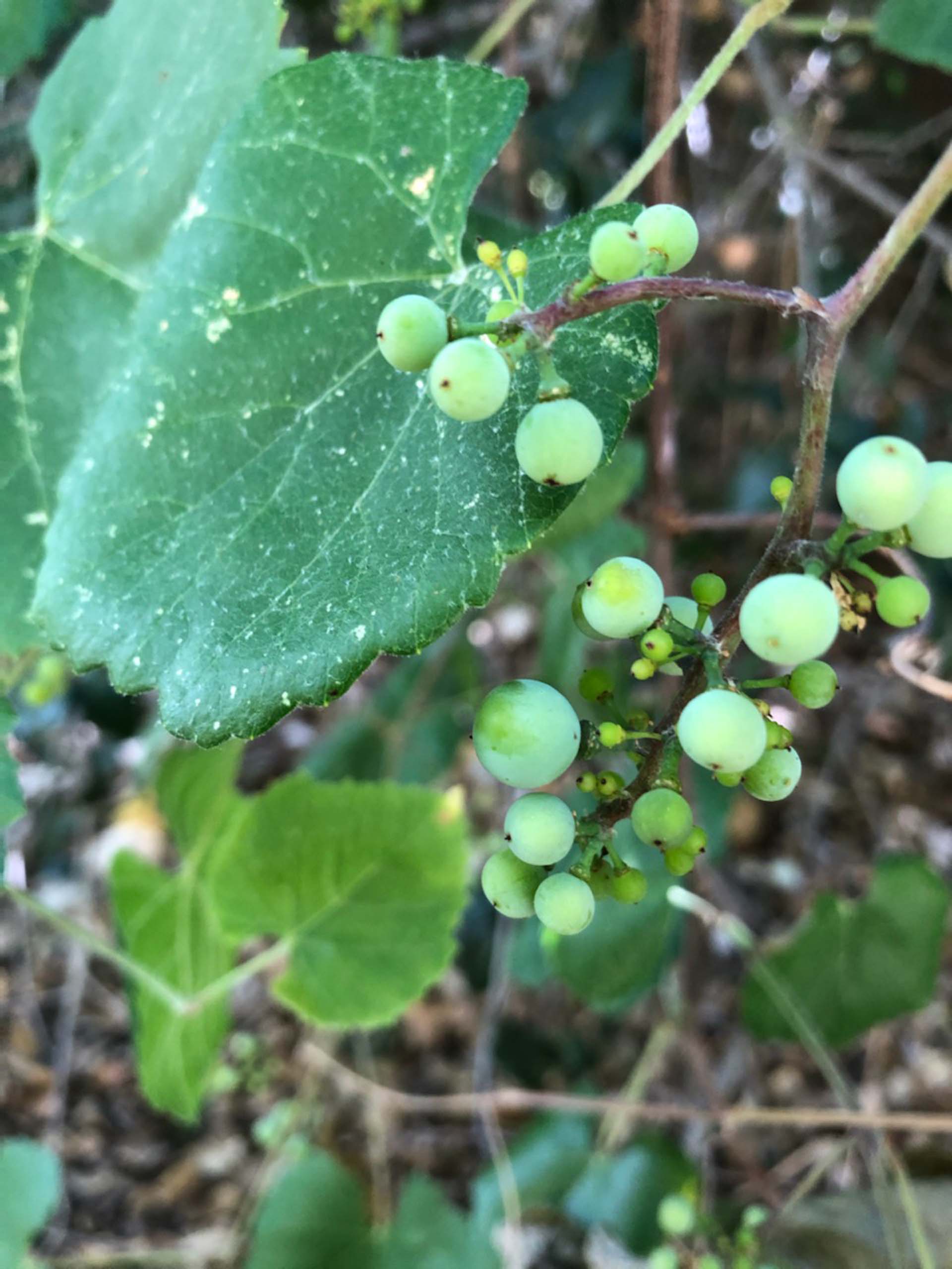 California wild grape. C. Harvey.