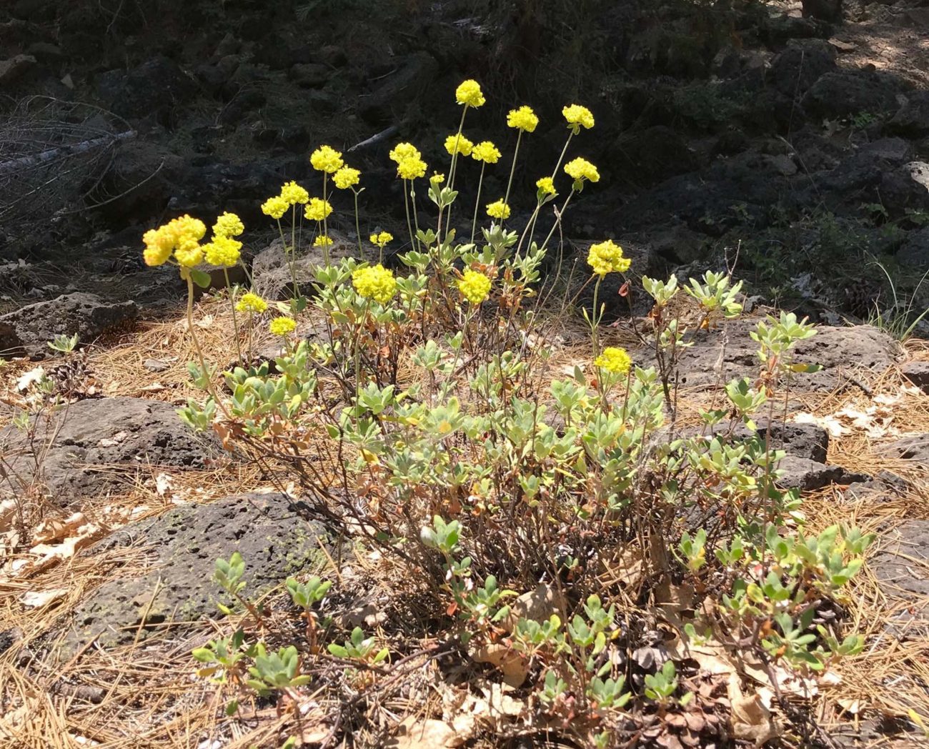 Sulfur buckwheat. S. Libonati-Barnes.