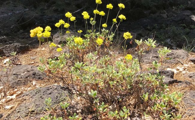 Sulfur buckwheat. S. Libonati-Barnes.