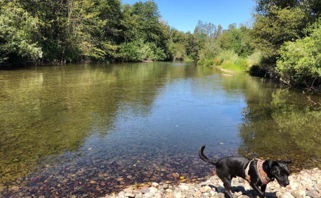 Baxster at Clear Creek. C. Harvey.