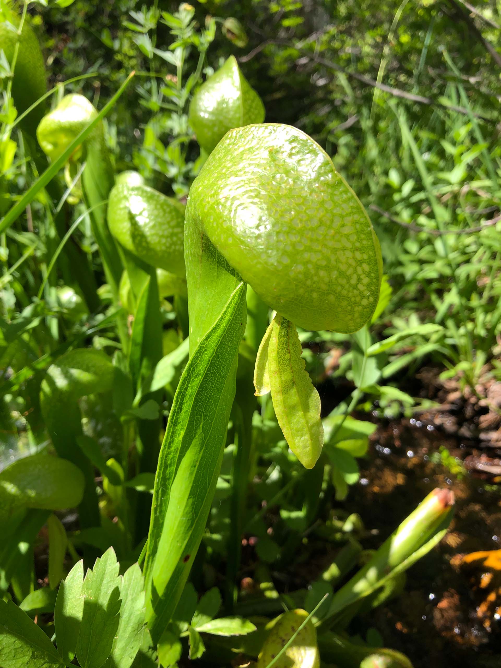 California pitcher plant. C. Harvey.