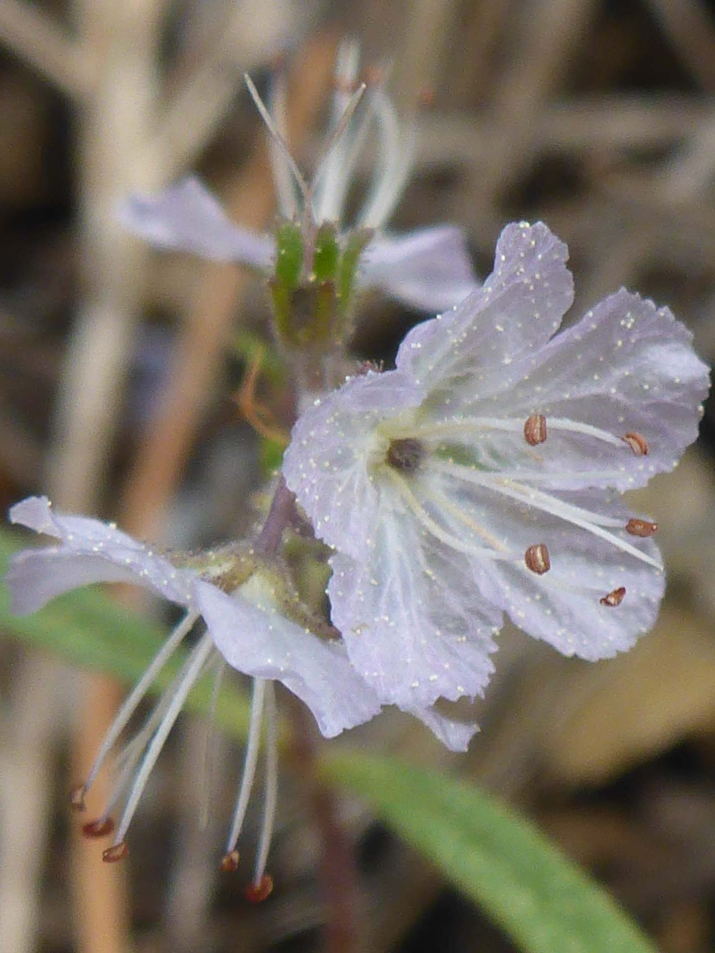 Close-up of what is most likely Pringle's phacelia. D. Burk.