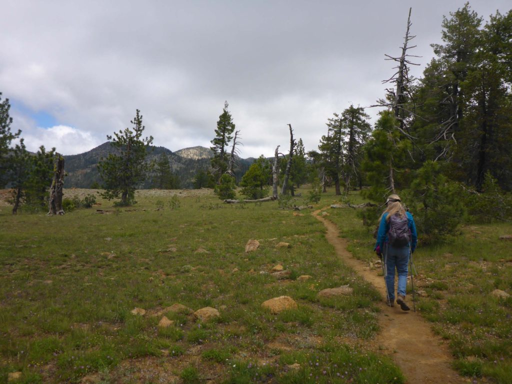 PCT dry meadow. D. Burk