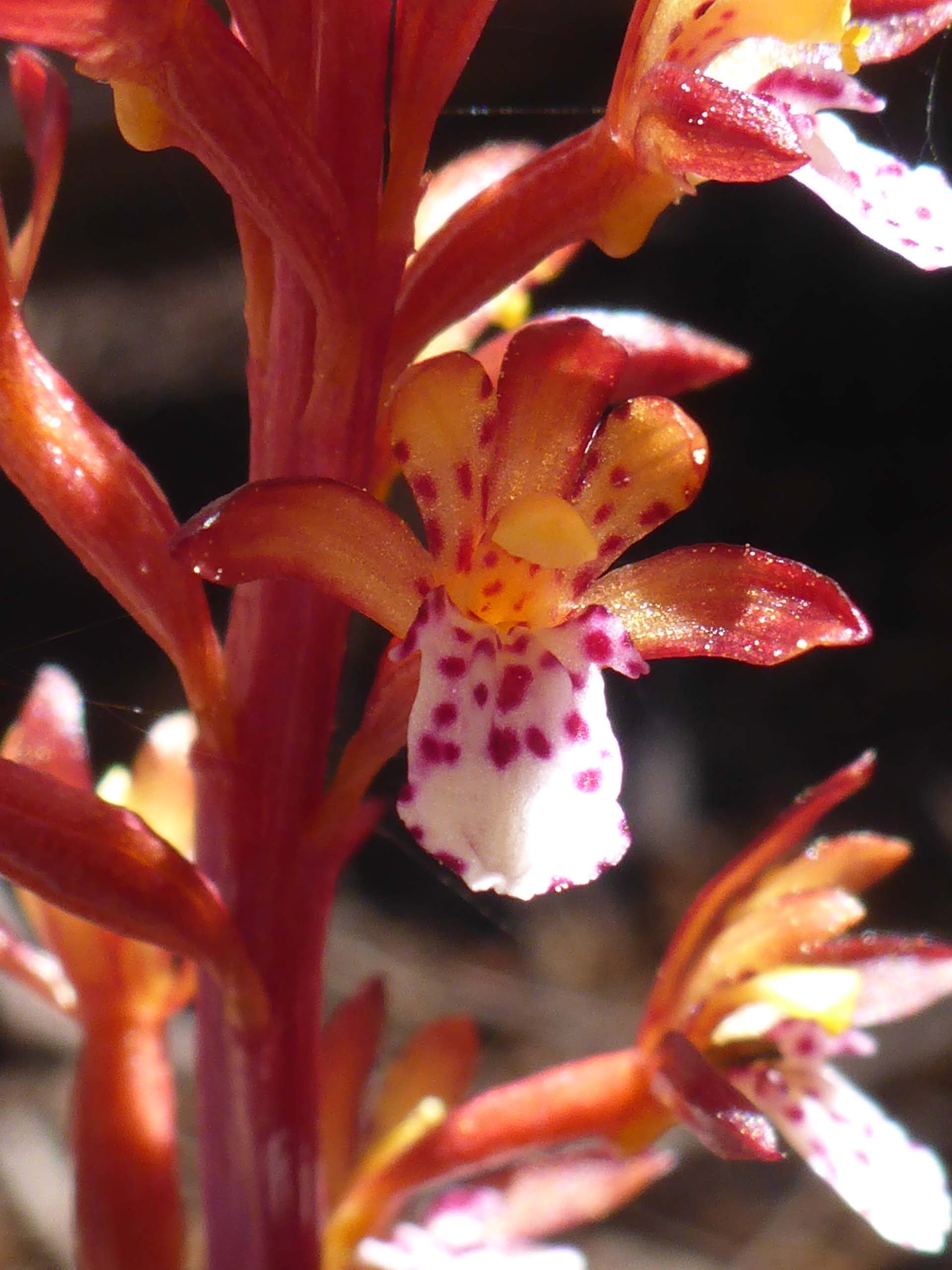 Close-up of spotted coralroot. D. Burk.