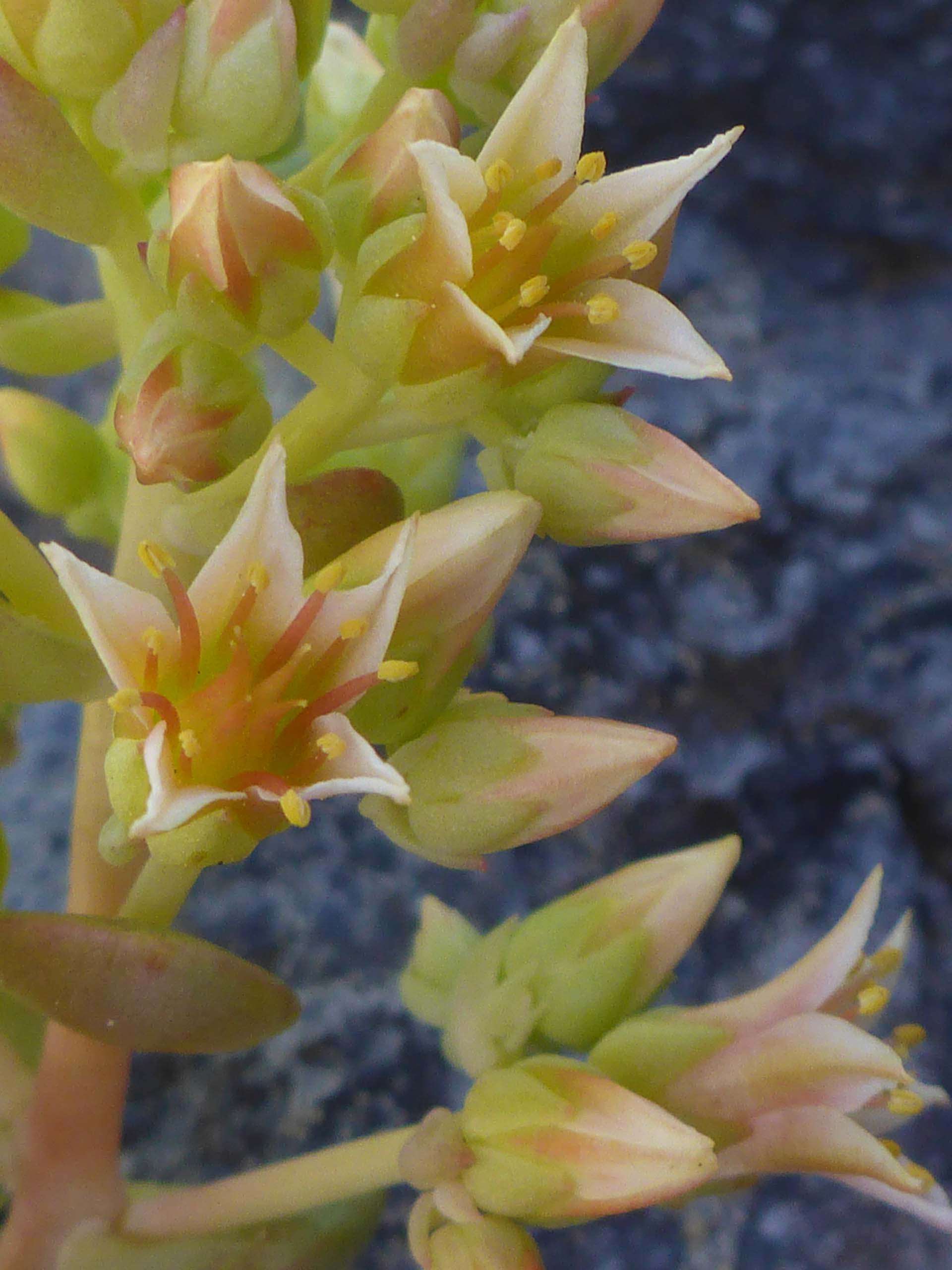 Close-up of a stonecrop that is most likely the CNPS List 4 pale yellow stonecrop. D. Burk.
