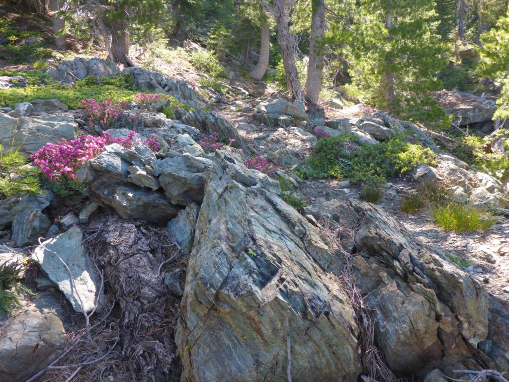 Flora on rocky slopes of North Yolla Bolly Lake Trail. D. Burk.
