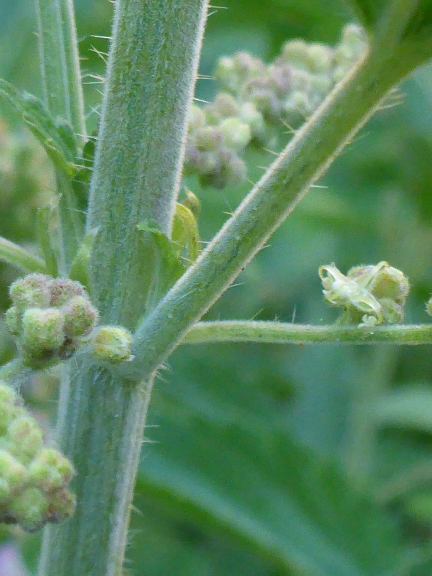 Close-up of buds, flower, and barbs of stinging nettle. D. Burk.