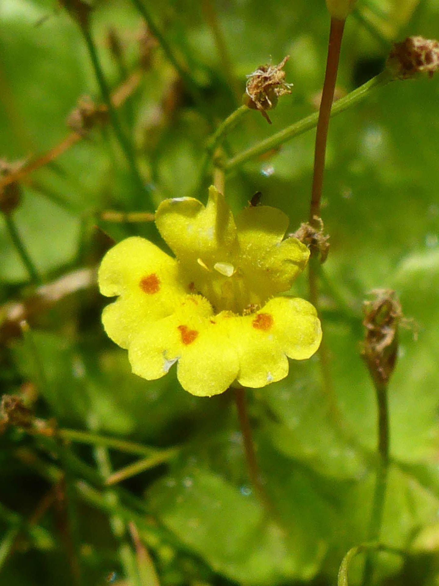 Primrose monkeyflower close-up. D. Burk.
