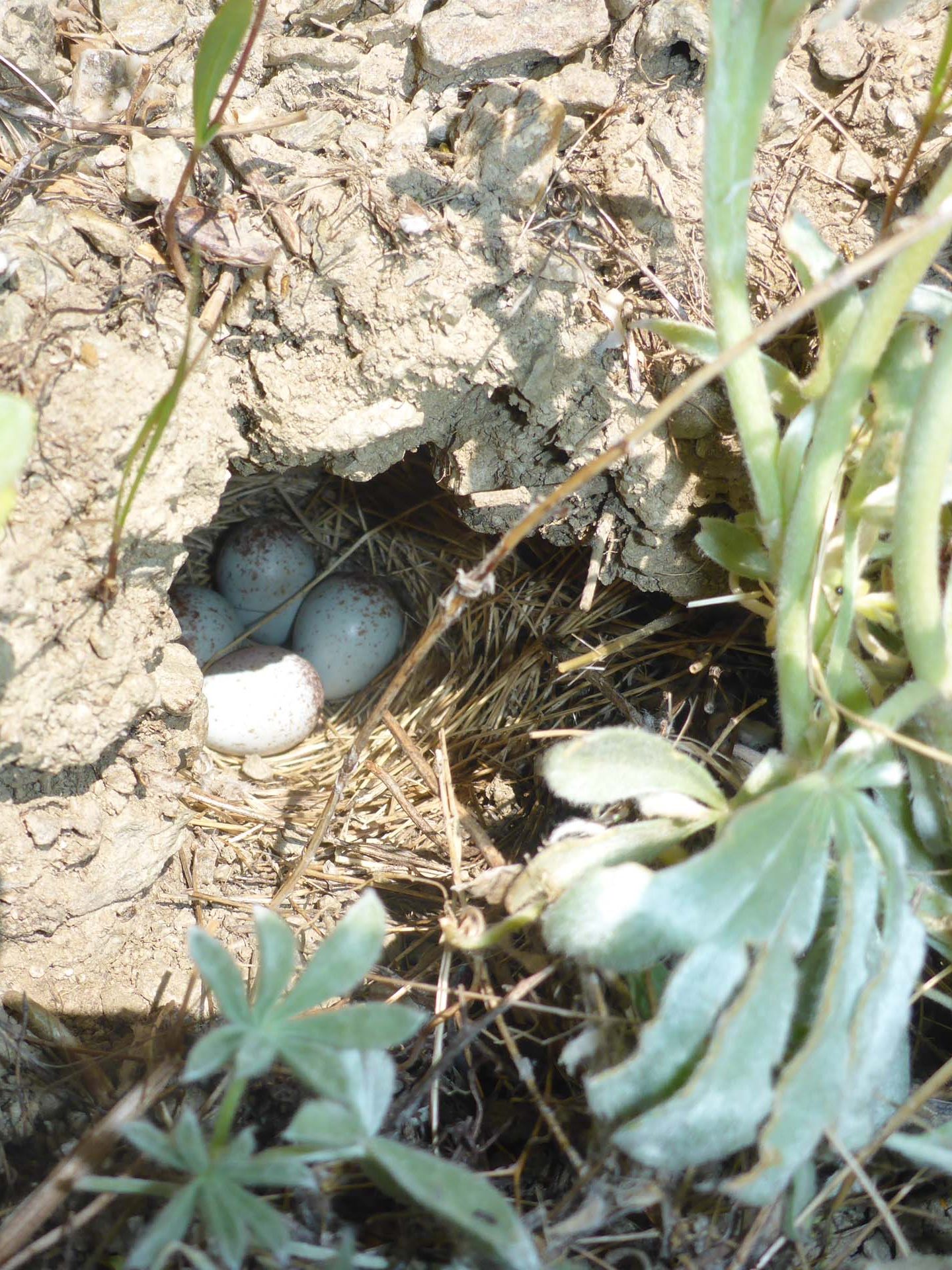 Bird eggs in burrow. D. Burk.