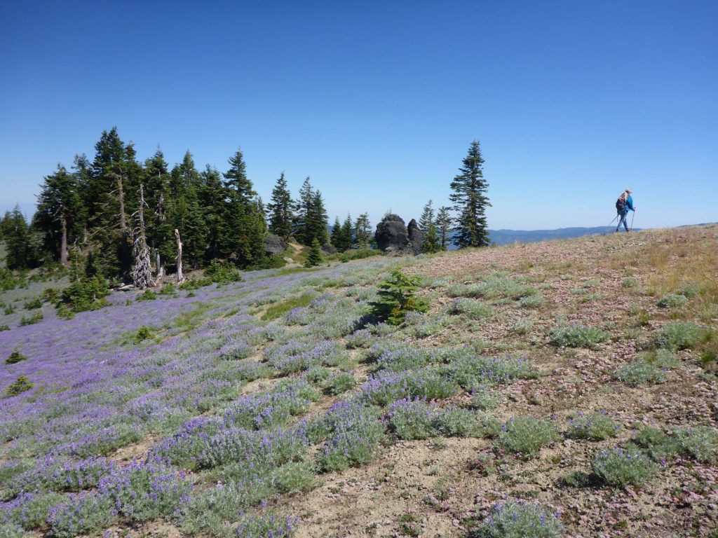 Looking east down Peak 2298 ridge. Lupines and pusspaws on the north-facing slope. D. Burk.