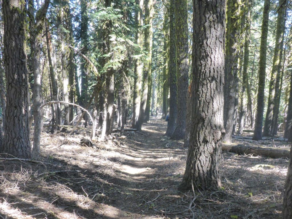 Forest through which North Yolla Bolly Mountain Trail runs. D. Burk.