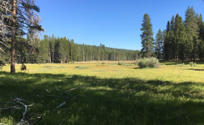 Pine Creek Meadow. S. Jarrett.