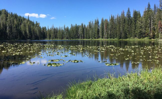 Boulder Lake and yellow pond-lilies. S. Jarrett.