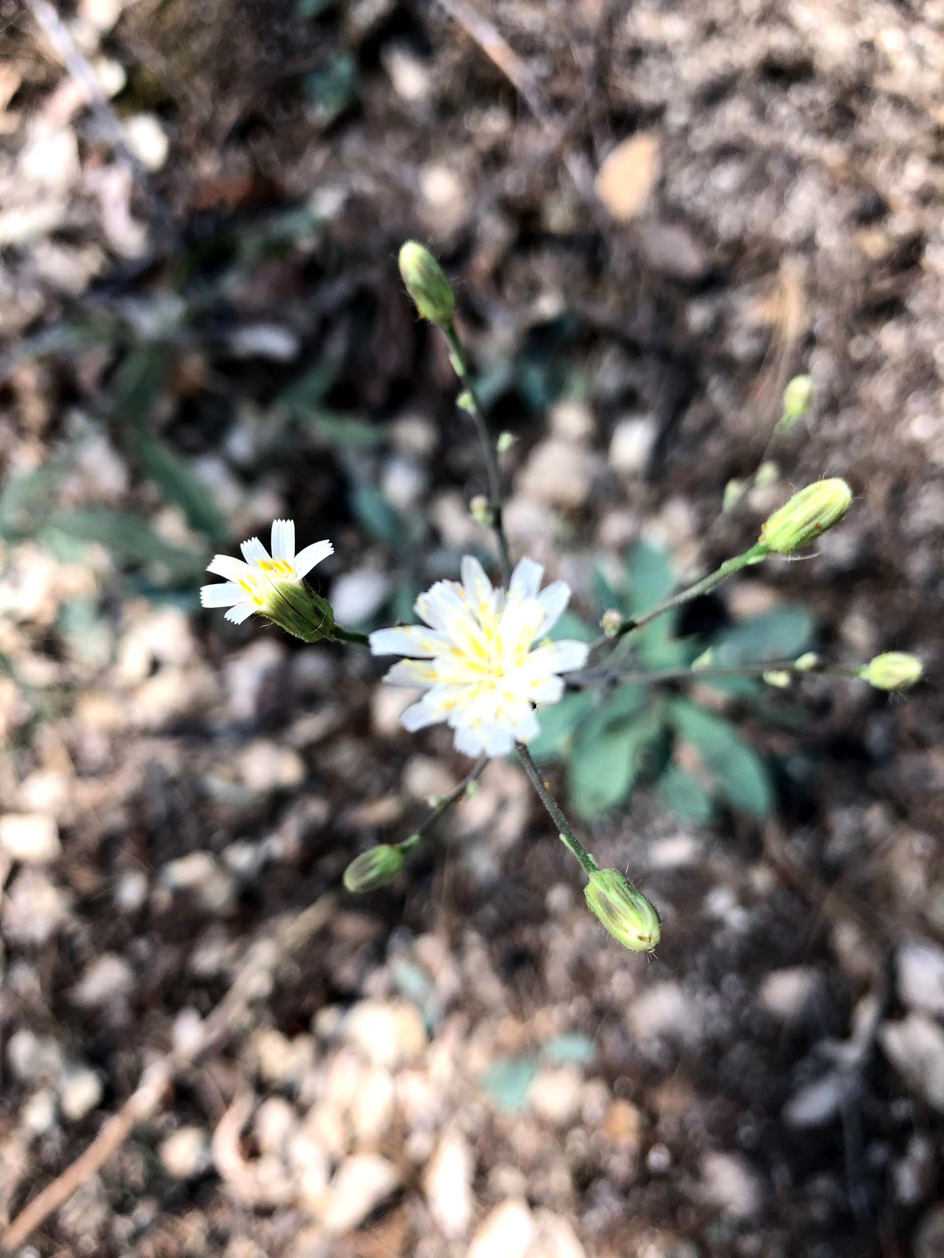 White-flowered hawkweed. C. Harvey.
