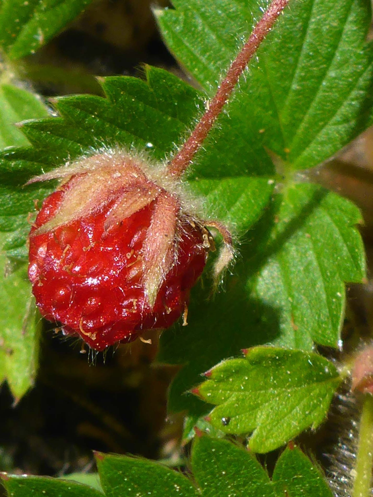 Wild strawberry fruit. D. Burk.