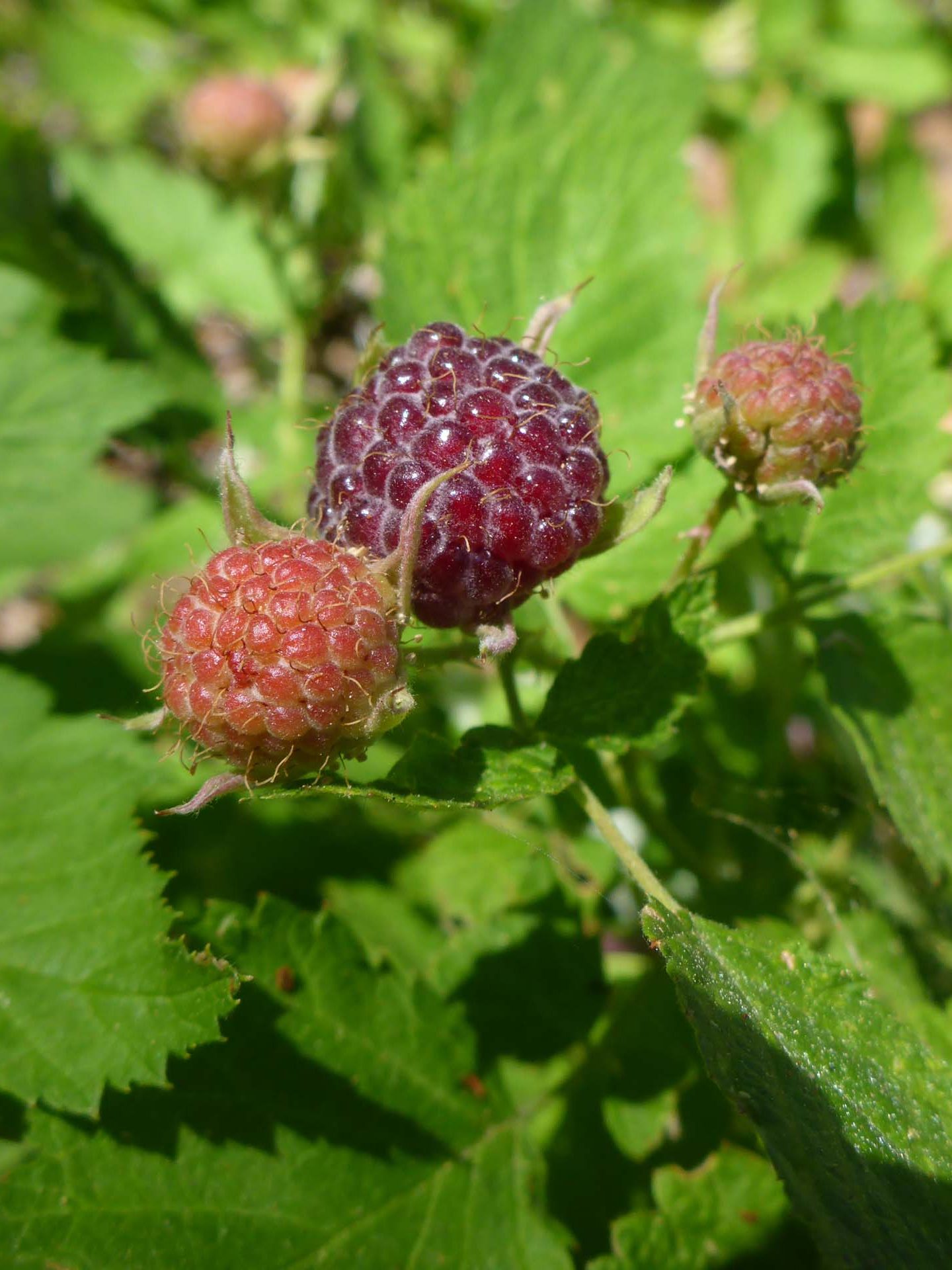 White-stemmed raspberry fruit. D. Burk.