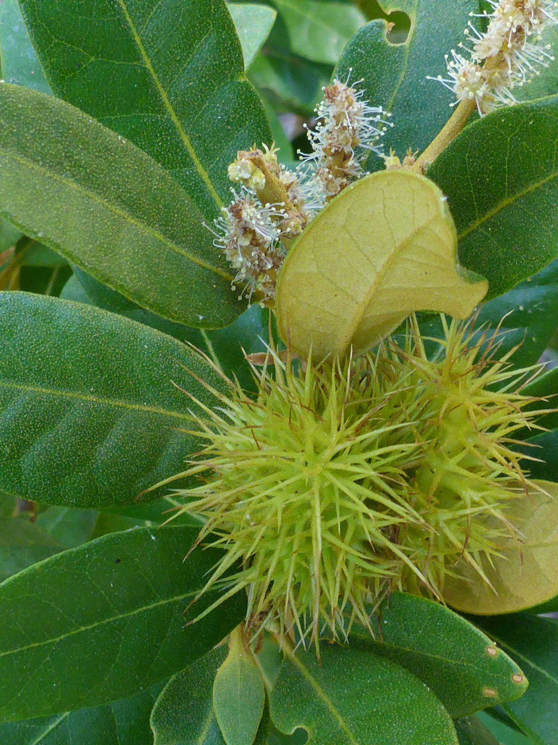 Bush chinquapin spiny fruit, flowers, and golden leaf underside. D. Burk.