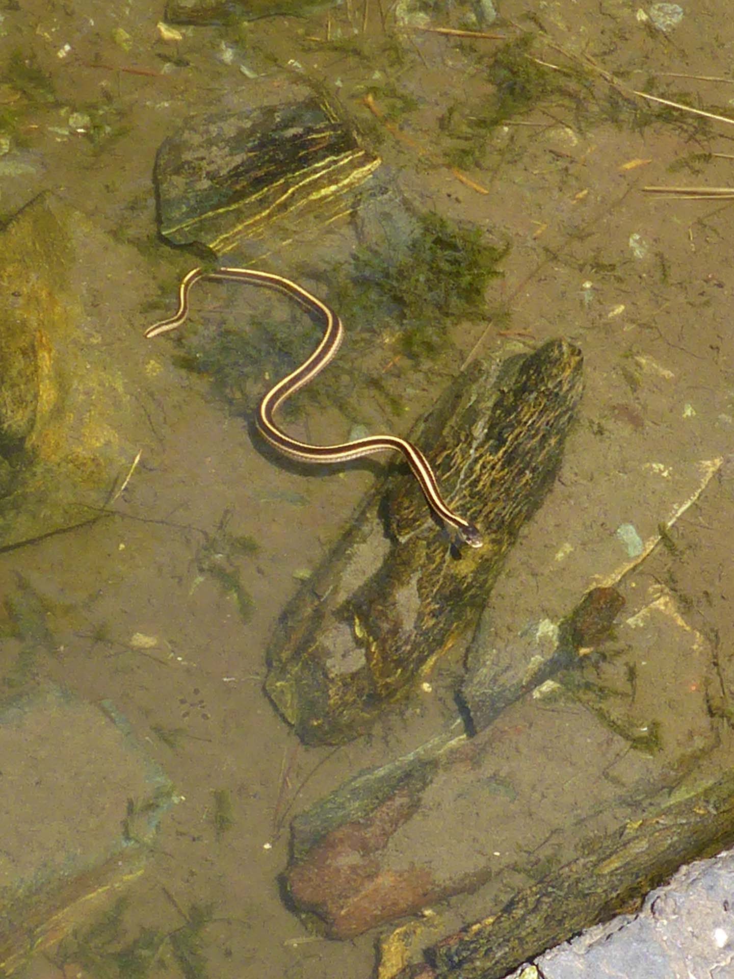 Garter snake in the lake. D. Burk.