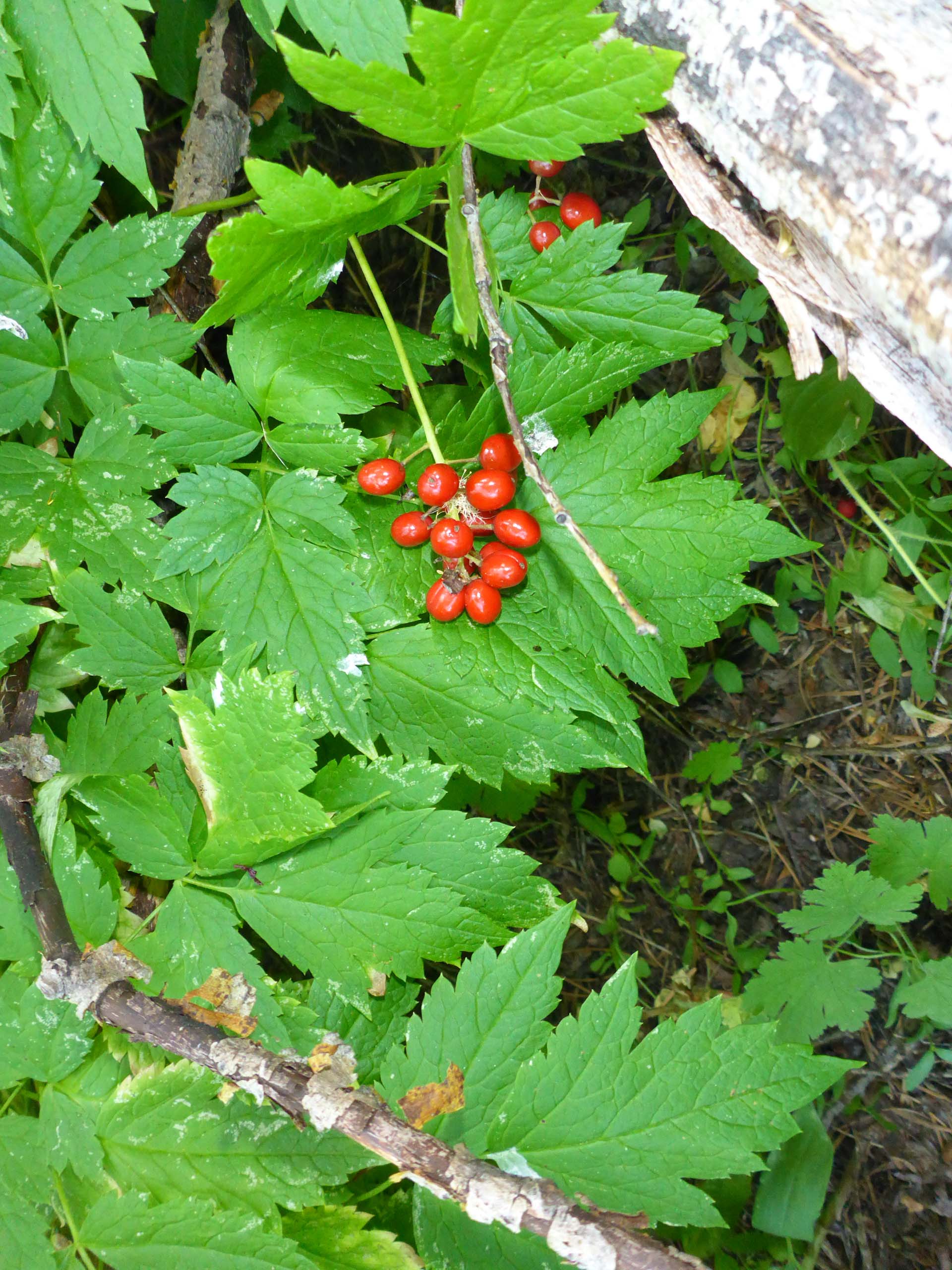 Red baneberry in fruit. D. Burk.