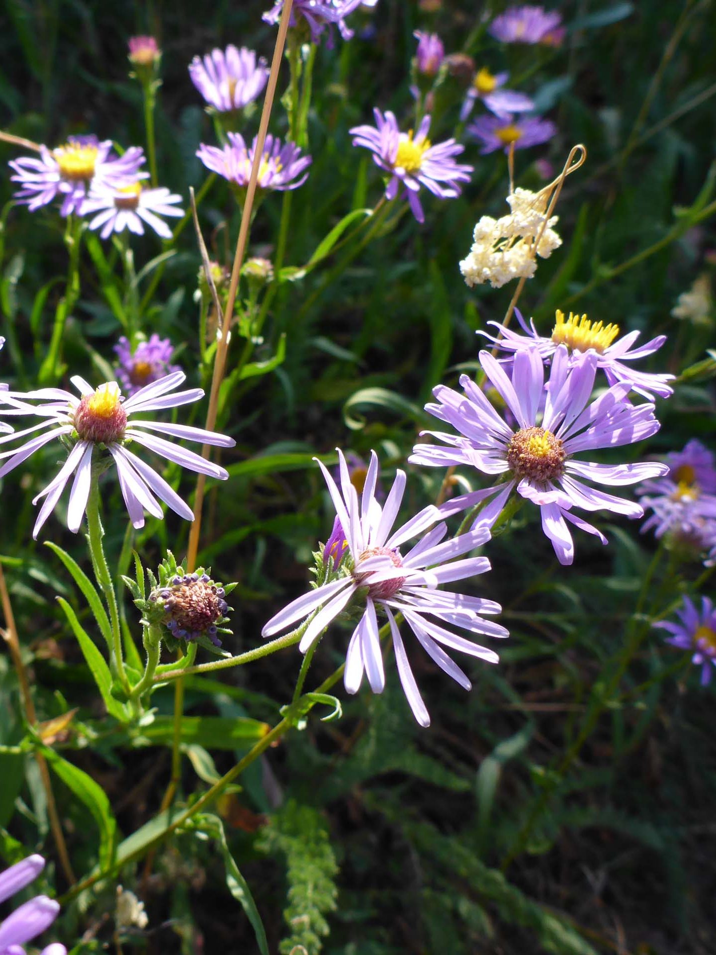 Western mountain asters. D. Burk.