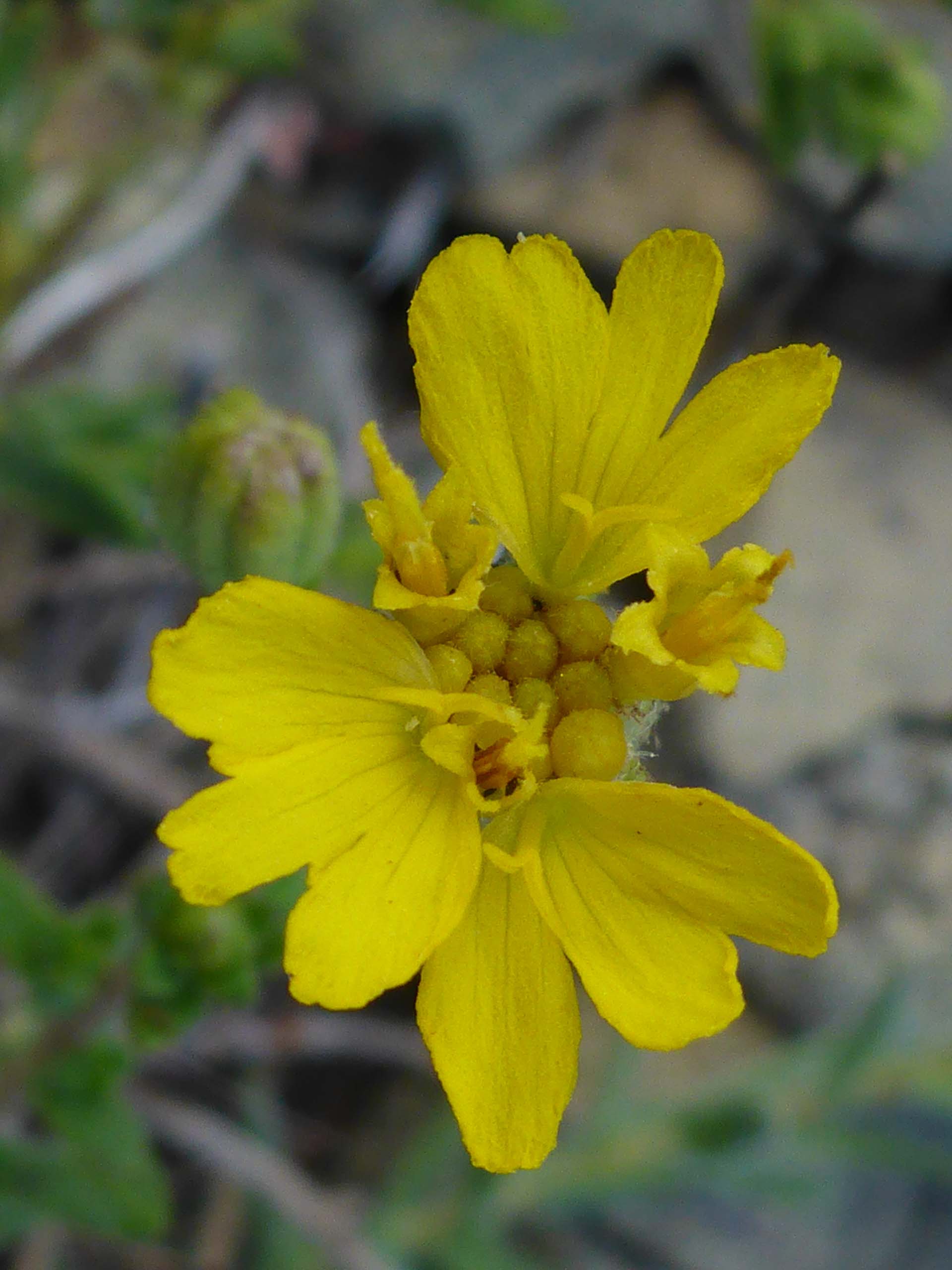 Scabrid alpine tarplant flower close-up. D. Burk.