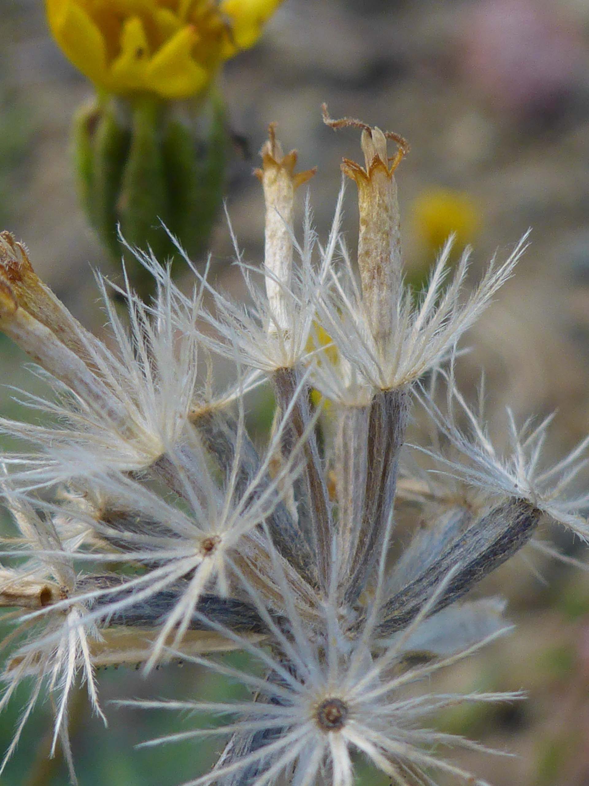 Close-up of scabrid alpine tarplant seeds. D. Burk.