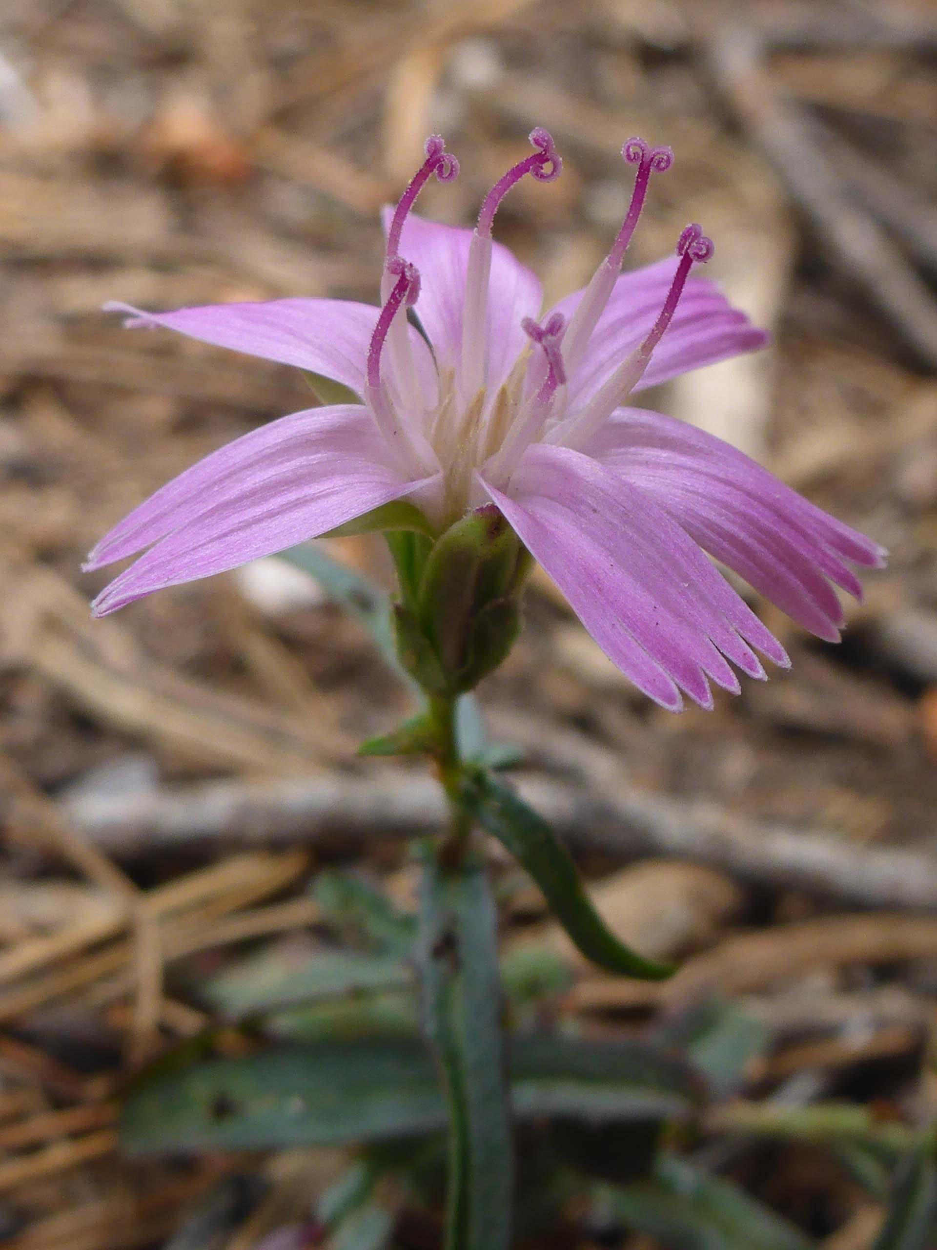Large-flowered stephanomeria. D. Burk.