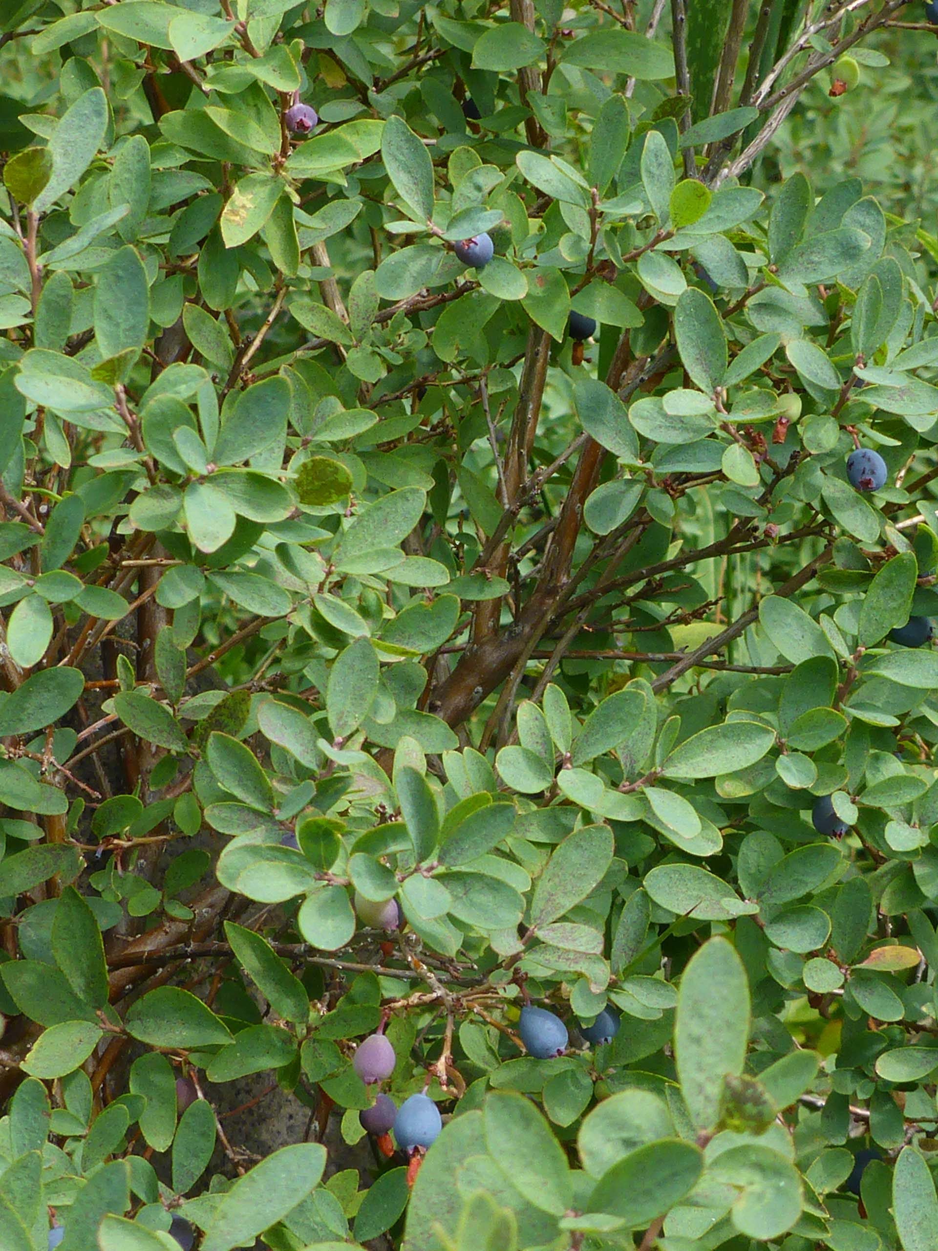 Western blueberry in fruit. D. Burk.