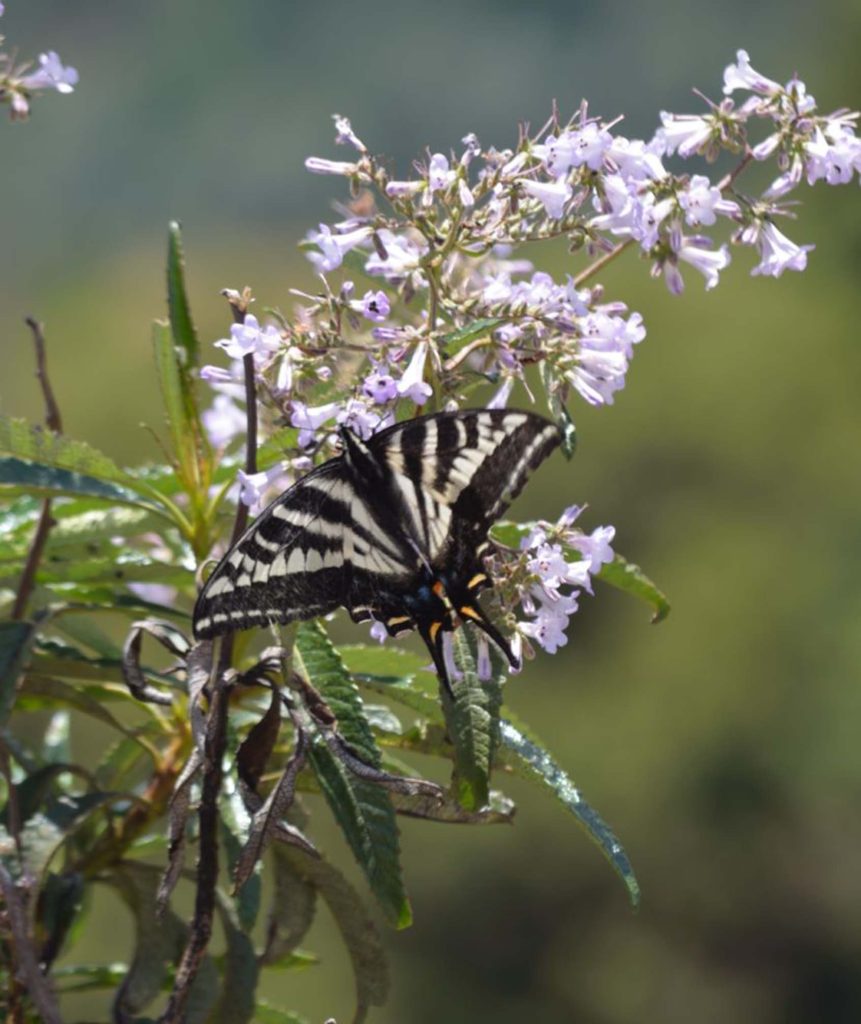 Swallowtail butterfly on yerba santa. S. Gallaugher.