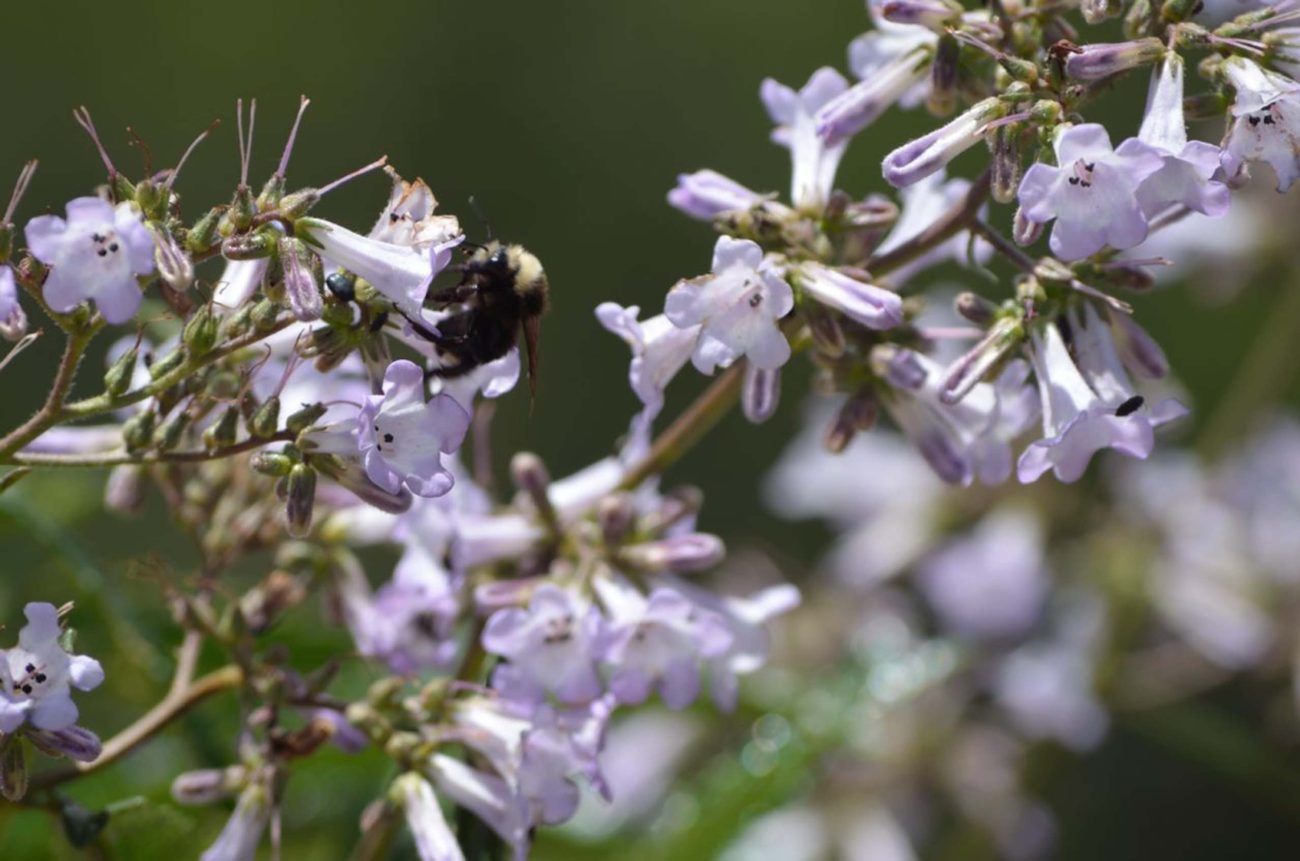 Bee on yerba santa. S. Gallaugher.