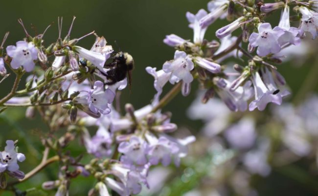 Bee on yerba santa. S. Gallaugher.