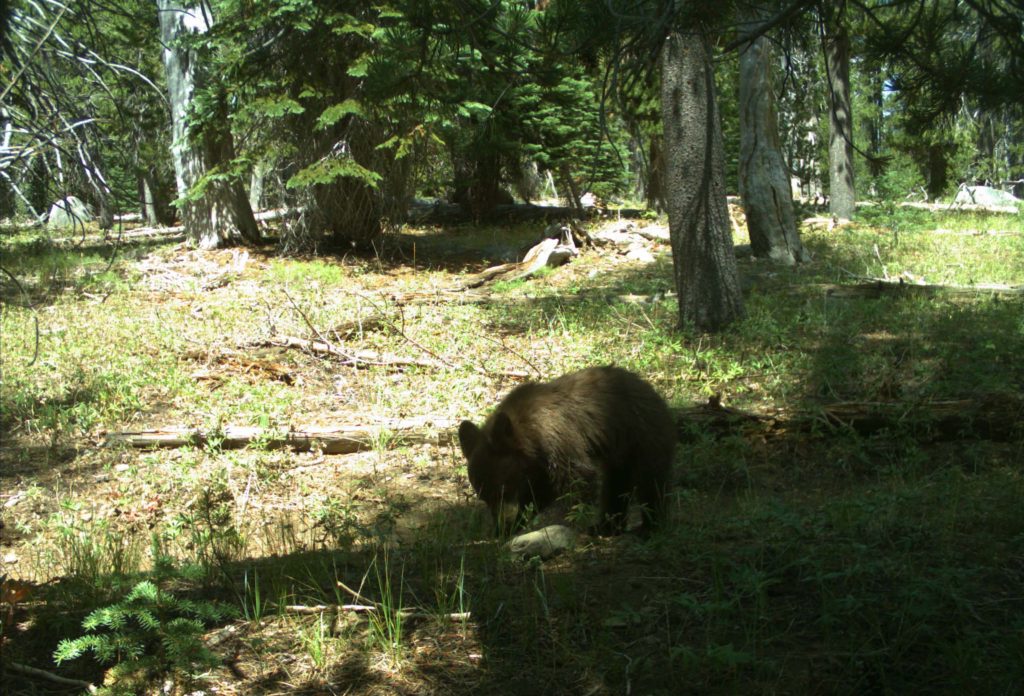 Black bear cub. DFW.