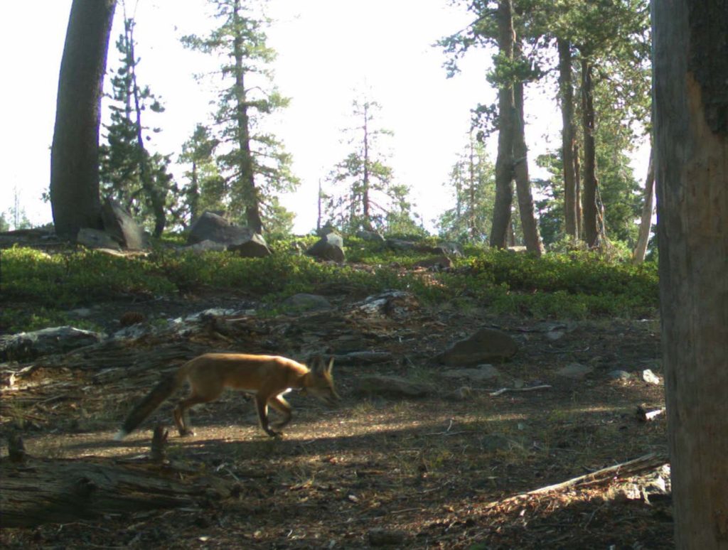 Sierra Nevada red fox. DFW.