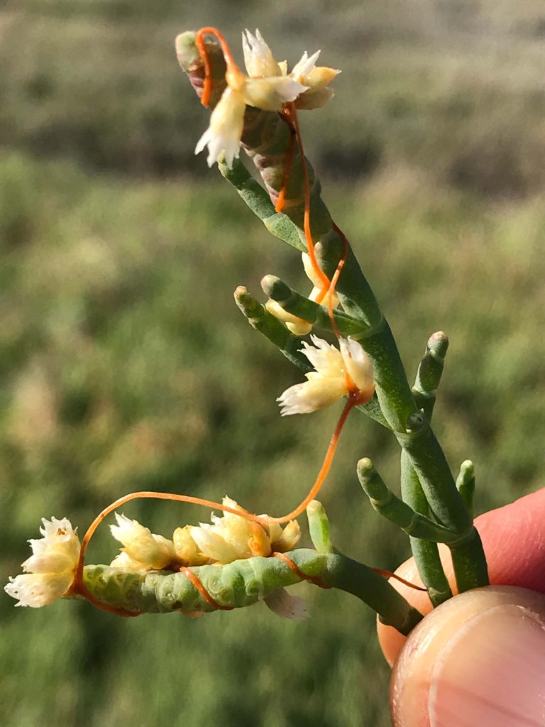 Dodder on glasswort. S. Libonati-Barnes.