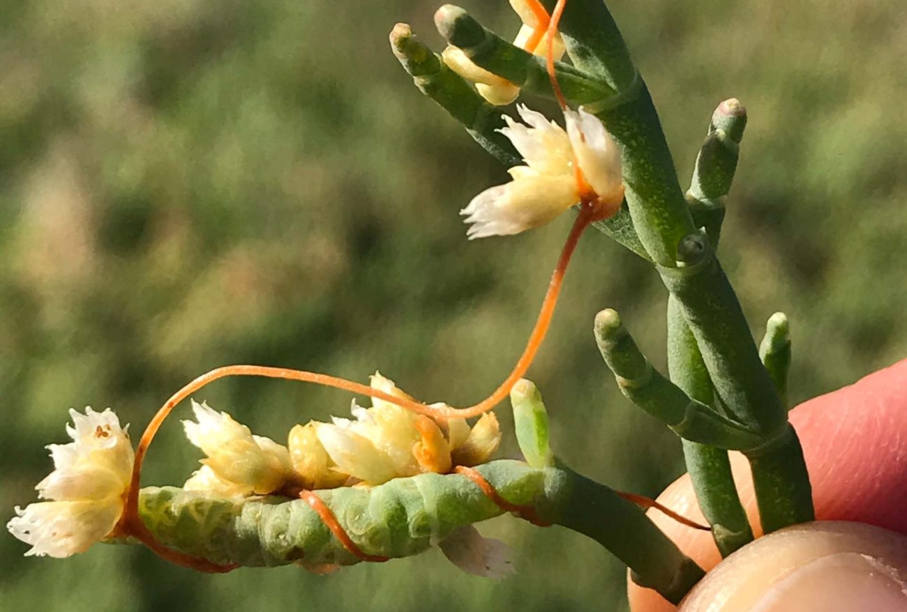 Dodder & glasswort. S. Libonati-Barnes.