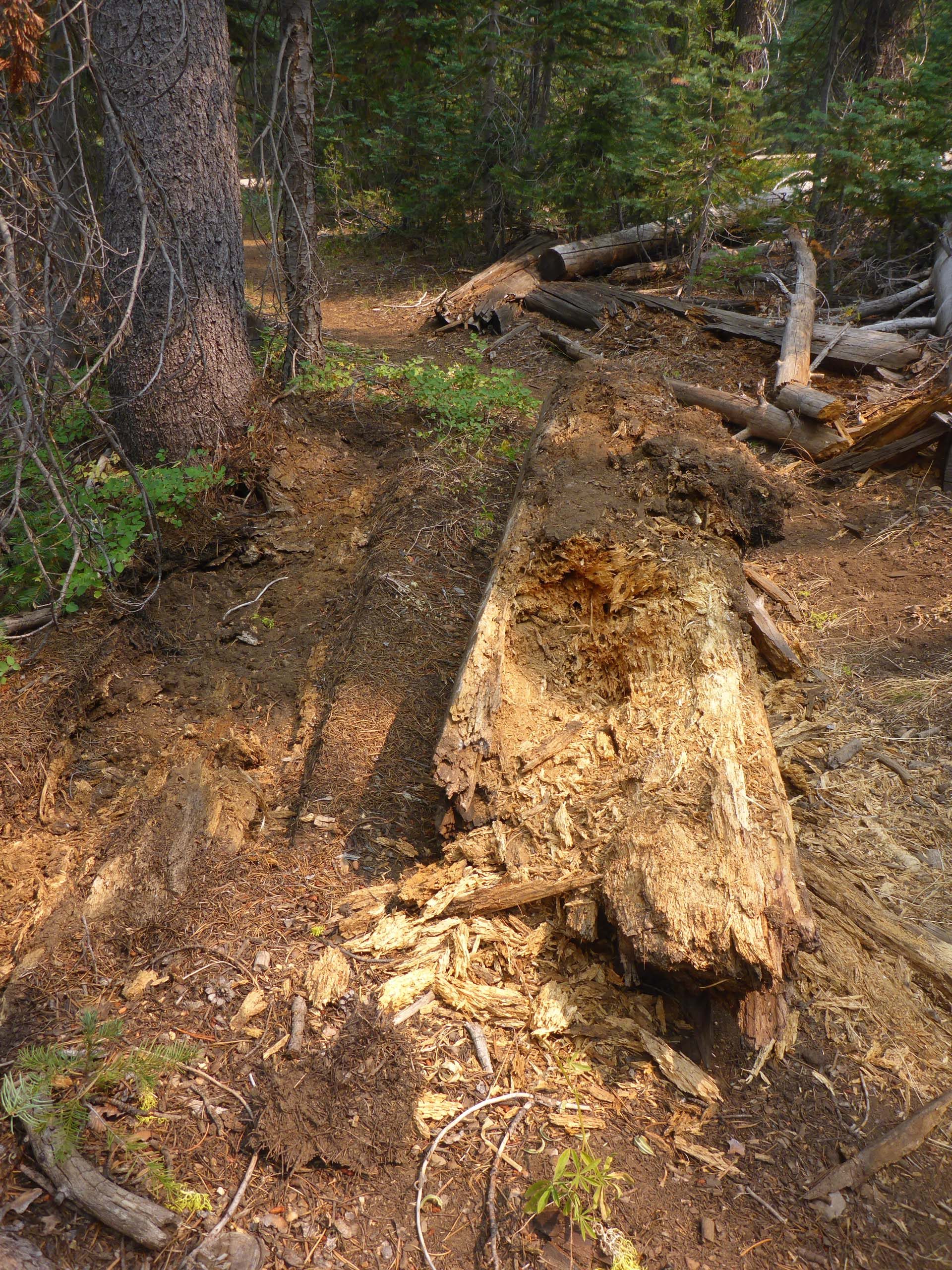 Bear-clawed log. D. Burk.