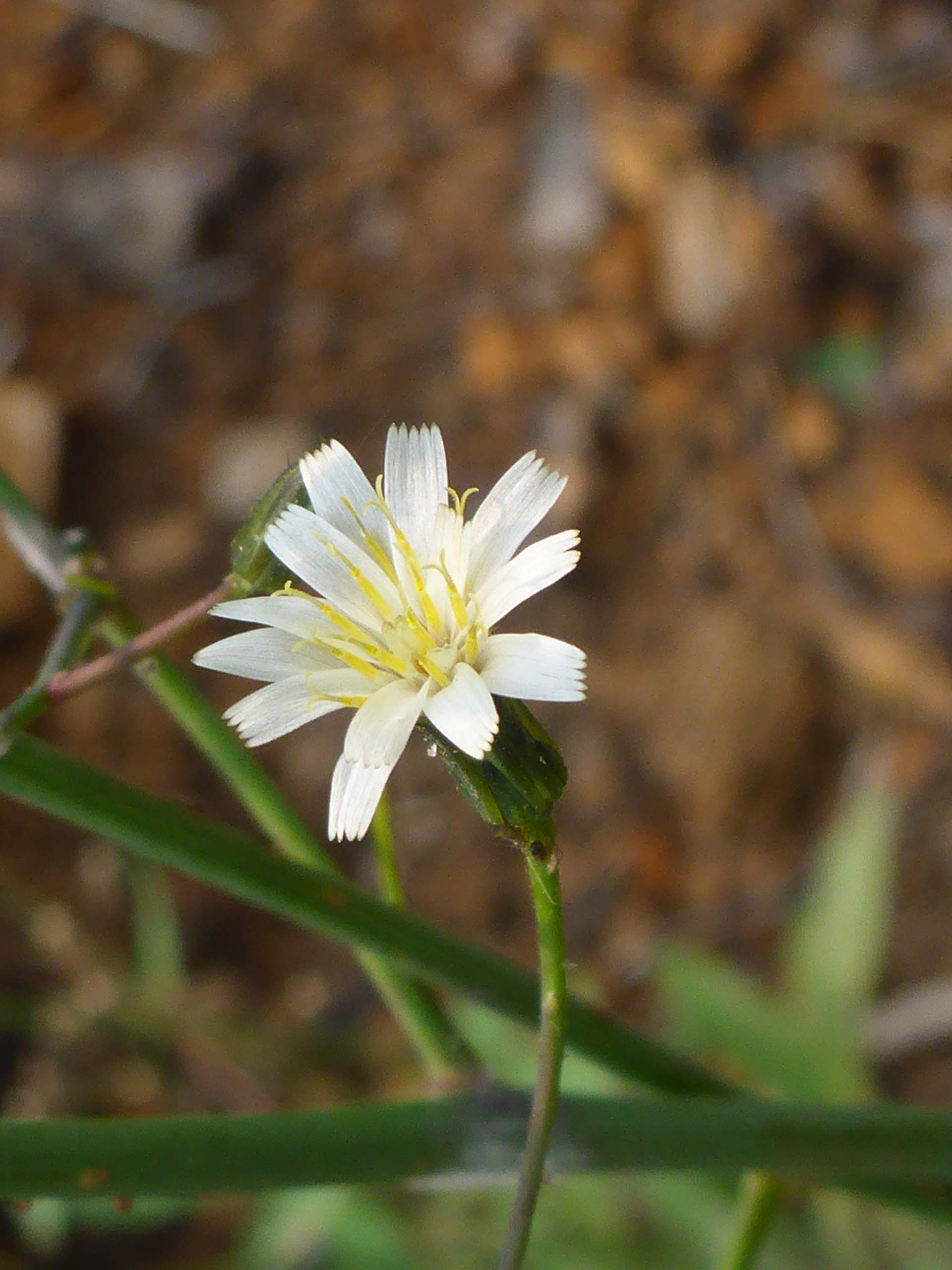 White-flowered hawkweed. D. Burk.
