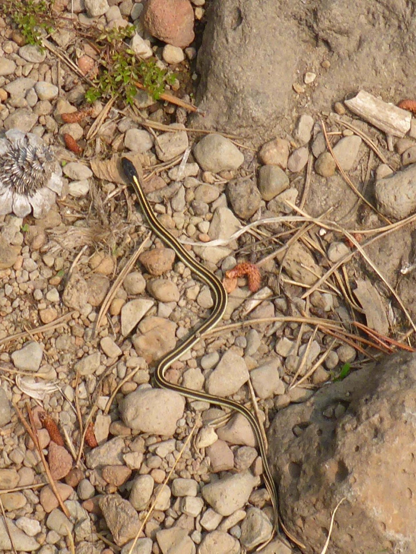 Mountain garter snake. D. Burk.