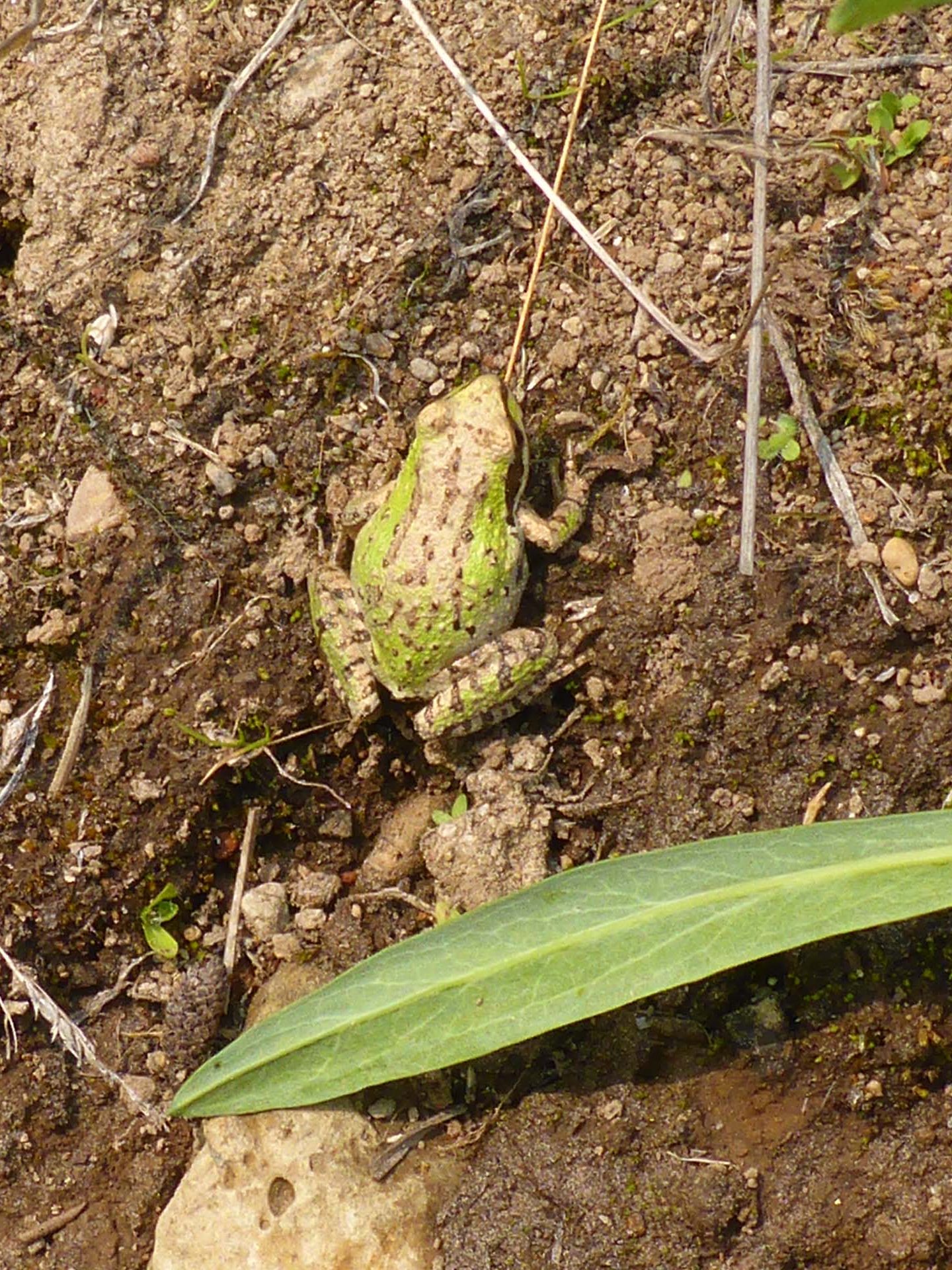 Sierran treefrog. D. Burk.