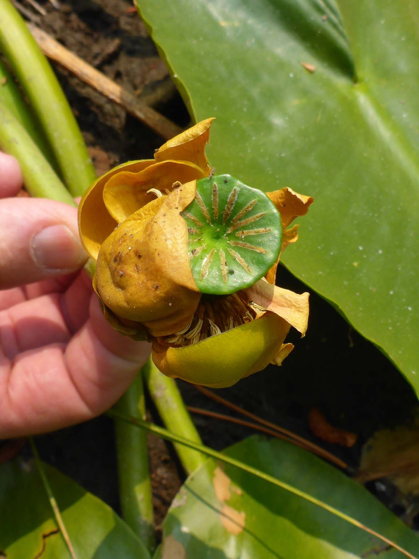 Yellow pond-lily seed pod. D. Burk.