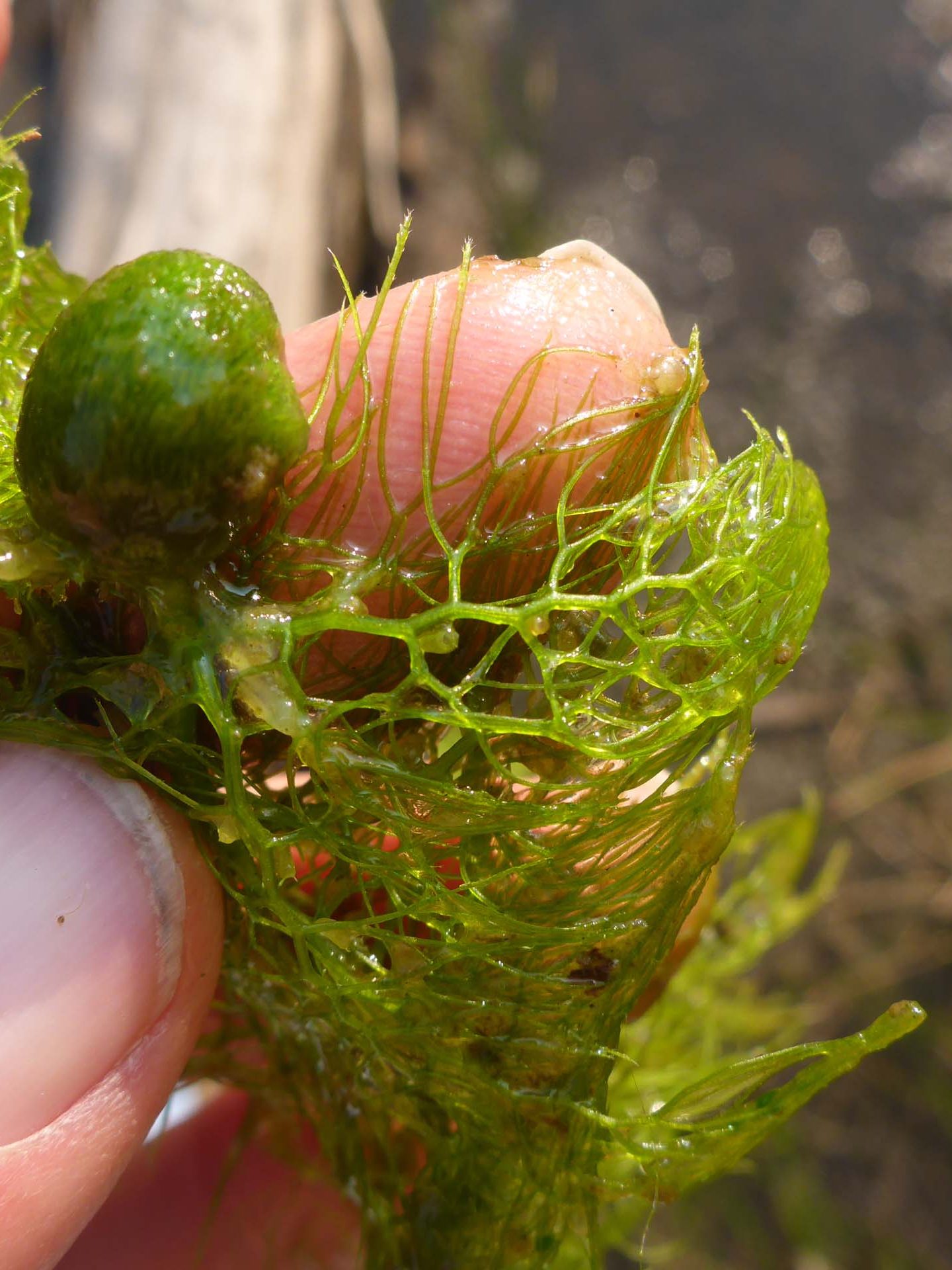 Common bladderwort turion. D. Burk.