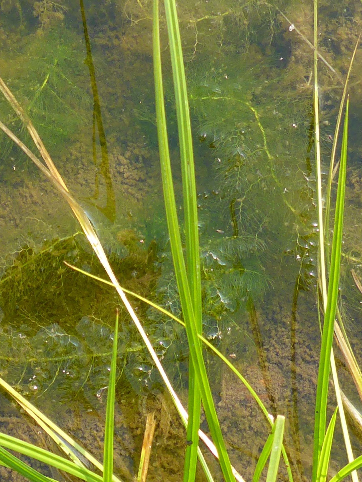 Common bladderwort in the water. D. Burk.