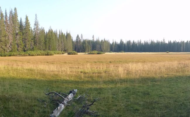 Hay Meadows. D. Burk.