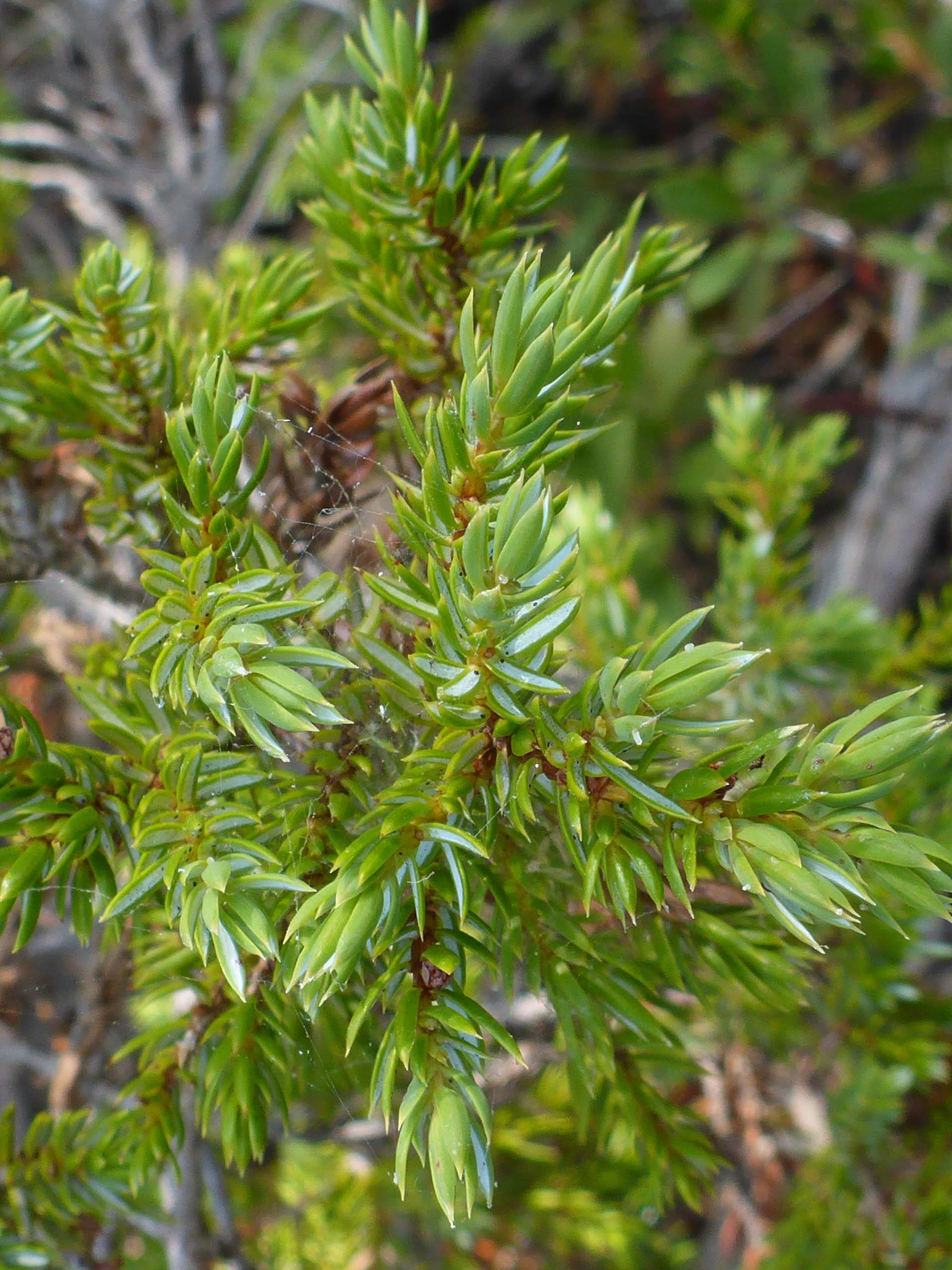 Jack's juniper foliage close-up. D. Burk.