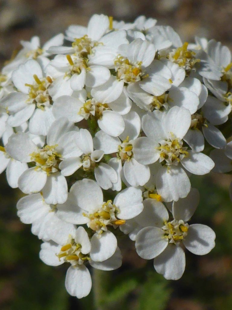 Yarrow close-up. D. Burk.
