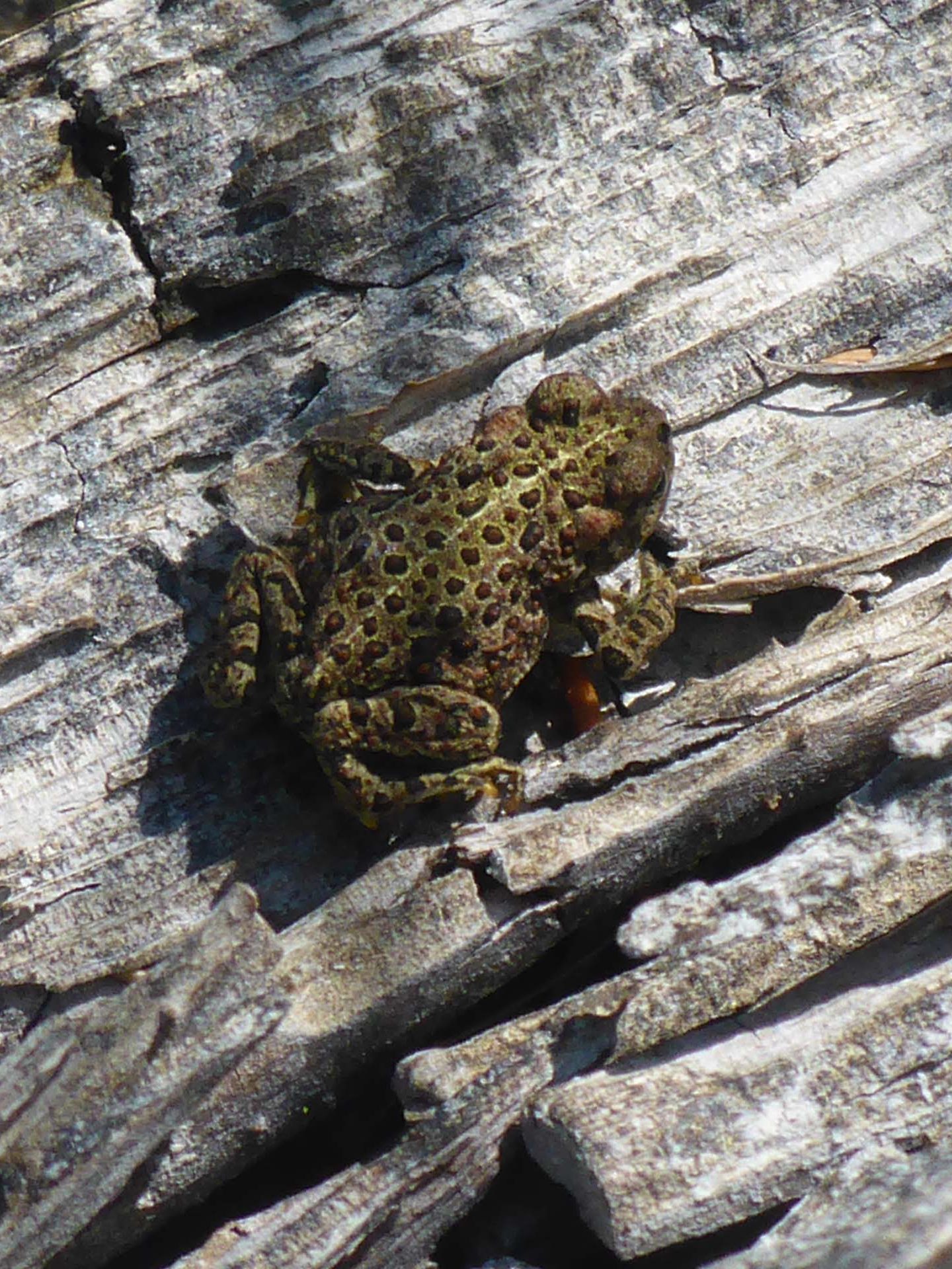 California toad. D. Burk.