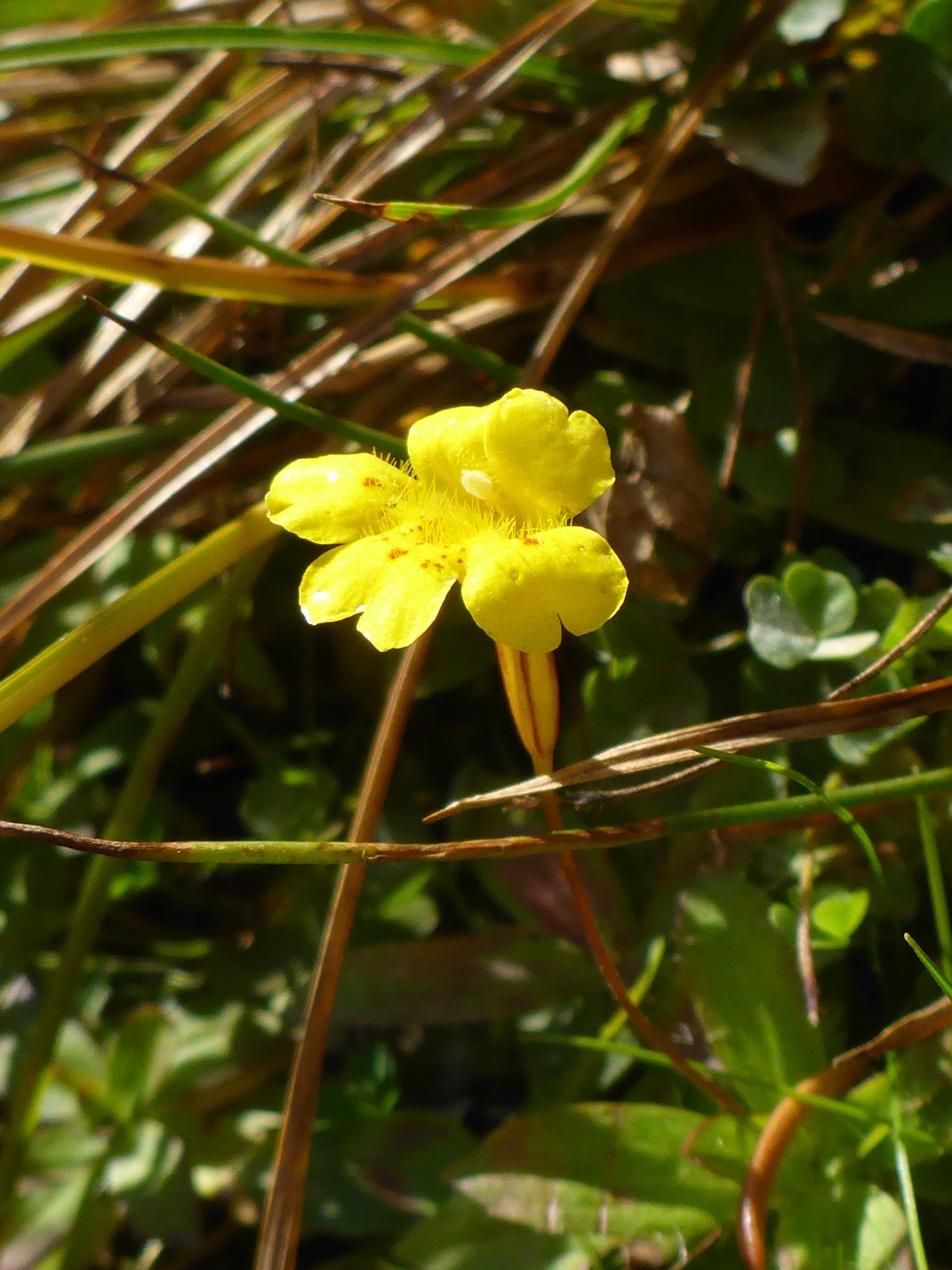 Primrose monkeyflower. D. Burk.